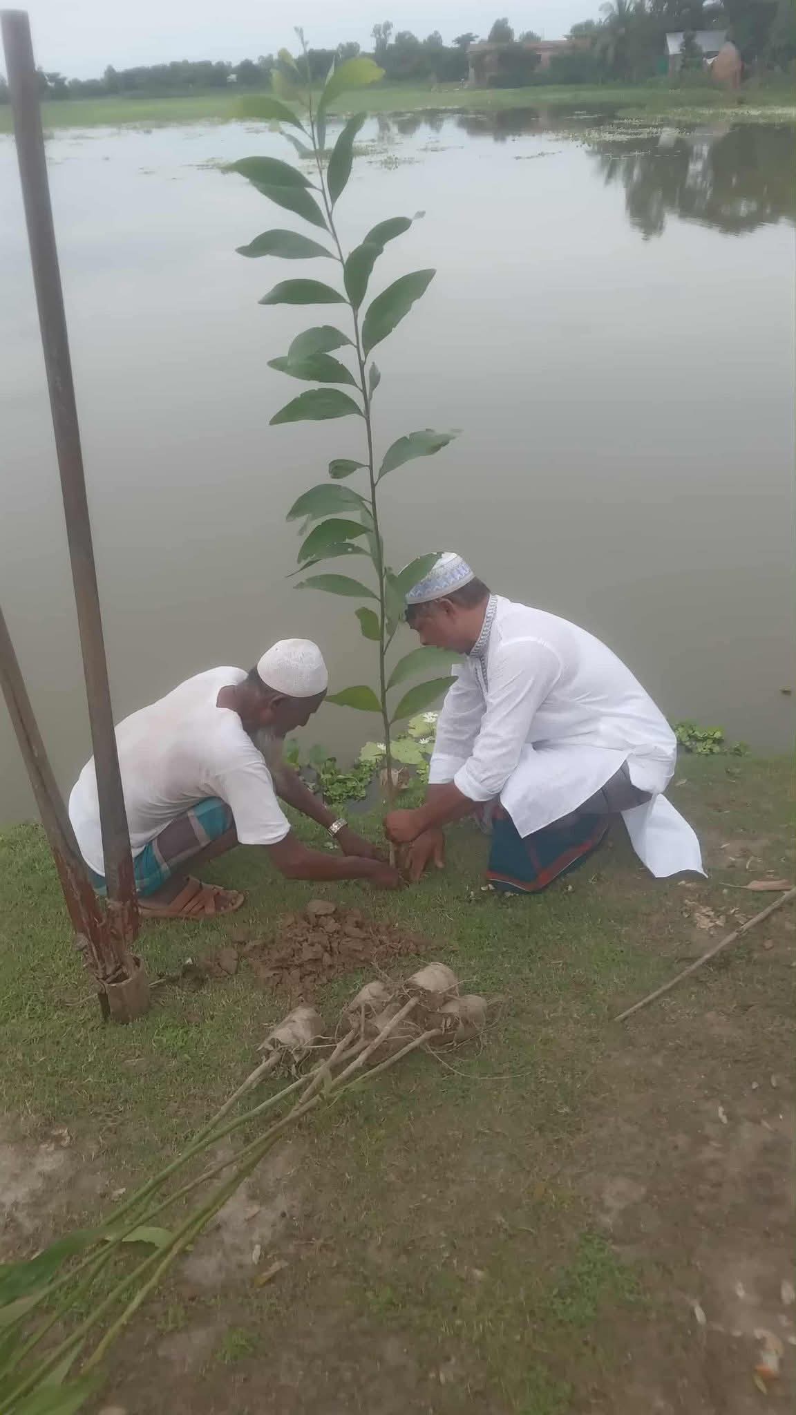 দৌলতপুর প্রবাসী ফাউন্ডেশনের উদ্যোগে বৃক্ষরোপণ কর্মসূচি
